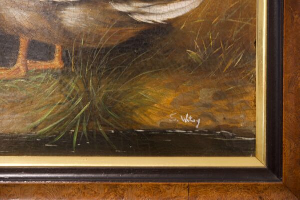 S.Watney, Ducks on Lake | S.Watney, Enten am See - Image 4