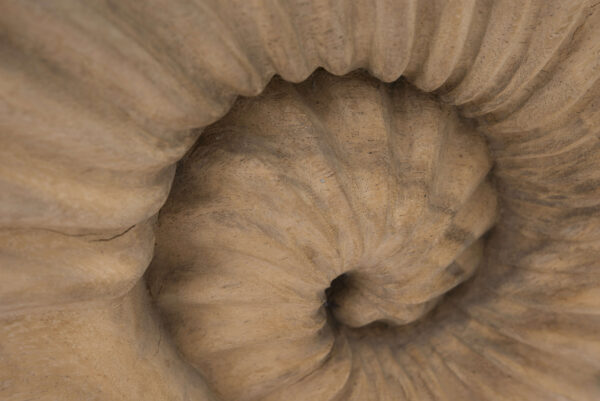 Holzfigur Ammonit  | Wooden Figure Ammonite - Image 3