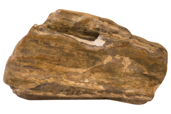 Versteinertes Holz | Petrified Wood - Image 2