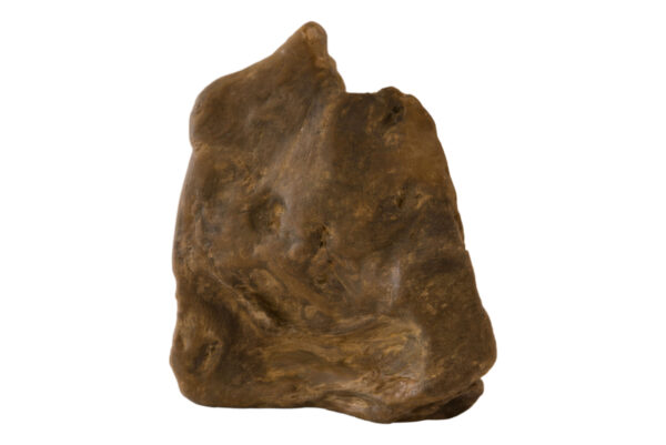 Versteinertes Holz | Petrified Wood - Image 5