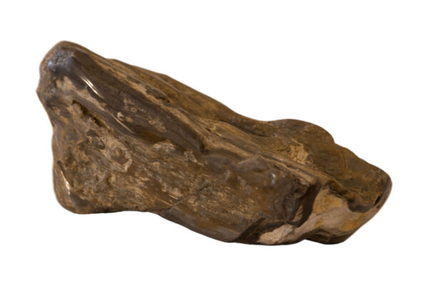 Versteinertes Holz | Petrified Wood - Image 4