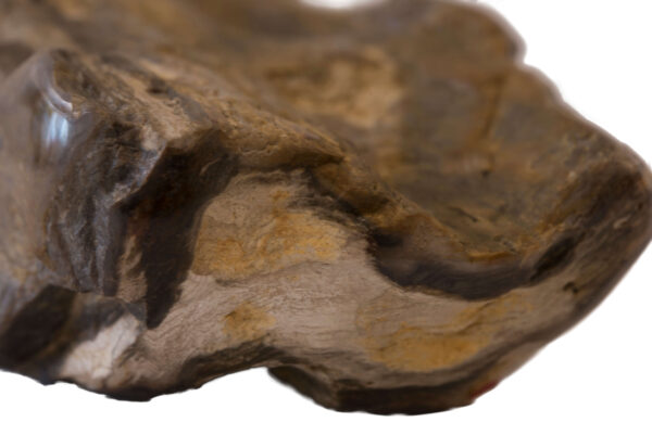 Versteinertes Holz | Petrified Wood - Image 3