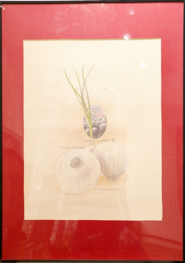 #36 Set of Two Pictures, Garlic and Onion | Konvolut aus zwei Bildern, Knoblauch und Zwiebel - Image 2