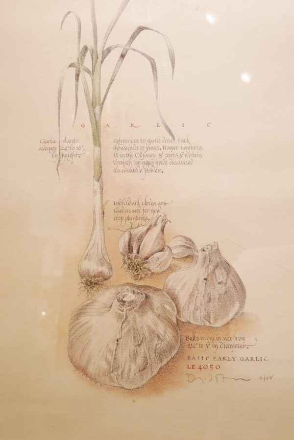 #36 Set of Two Pictures, Garlic and Onion | Konvolut aus zwei Bildern, Knoblauch und Zwiebel - Image 3