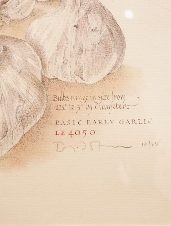 #36 Set of Two Pictures, Garlic and Onion | Konvolut aus zwei Bildern, Knoblauch und Zwiebel - Image 4